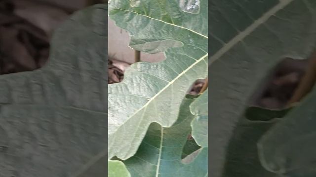 Траншейное выращивание Инжира в Калининграде, август смотреть онлайн