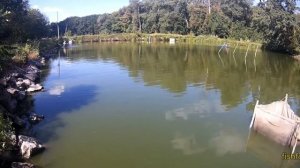 КАРП #подращивание личинки ЧАСТЬ 2 * Мои ОШИБКИ!  живой ?