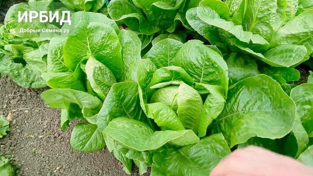 ИРБИД - салат ромен - продуктивность, качество, отличны смотреть онлайн
