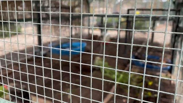 АМEРИКАНСКОЕ САДОВОДСТВО И ОГОРОДНИЧЕСТВО :) ...ПЕТУШИН смотреть онлайн