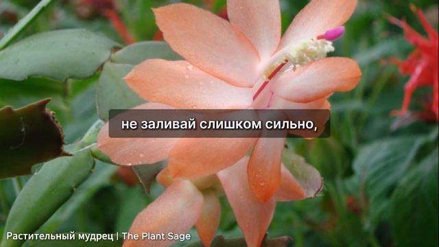 1 ТАБЛЕТКА ИЗ АПТЕЧКИ И ДЕКАБРИСТ ШЛЮМБЕРГЕРА ЗАЦВЕТЕ? смотреть онлайн