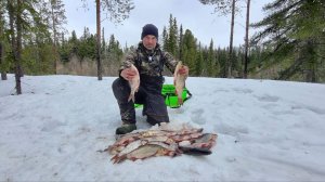 1 МАЯ ЗАКРЫВАЕМ СЕЗОН ЗИМНЕЙ РЫБАЛКИ.ЯЗЬ И КРУПНАЯ СОРОГА НА МОРМЫШКУ.