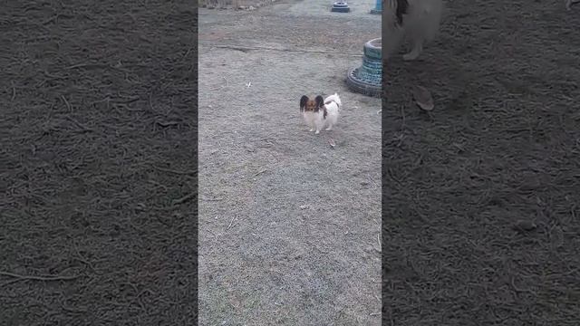 Прогулка с Симочкой и моими котиками. Метет снежок.