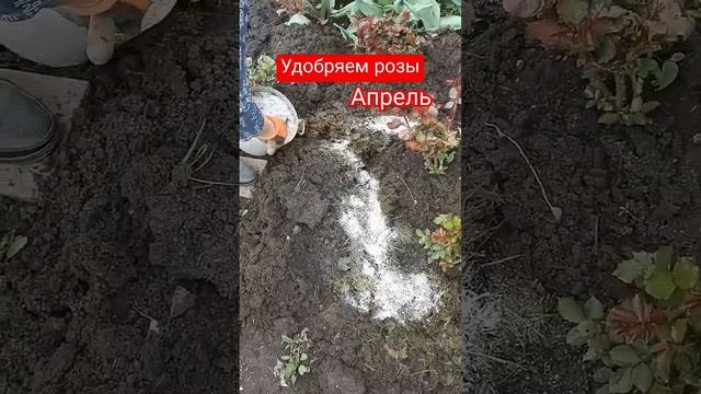 #розы #розарий #удобрение #подкормки #shortvideo #shorts #short #да? смотреть онлайн