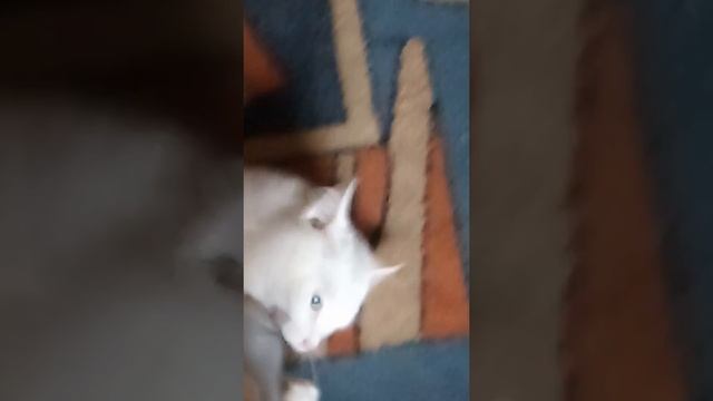 Мой кот Снежок)