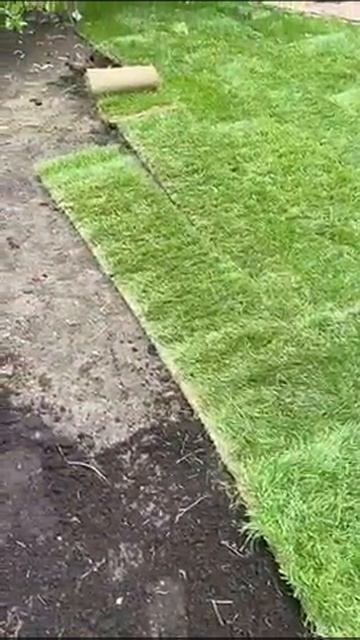 Укладка газона в рулоне на дачном участке смотреть онлайн