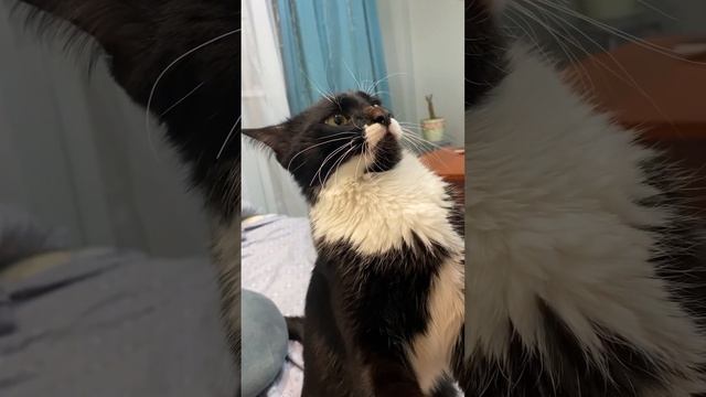 Нарезка 15 кот Москвич юмор смотреть онлайн