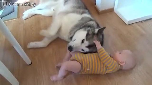 Хаски и малыш смотреть видео прикол video 30131 смотреть онлайн