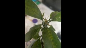 Выращивание манго в домашних условиях. Удоберния.част