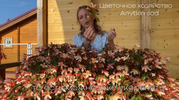 Бегония ампельная. Как сохранить до следующего сезона