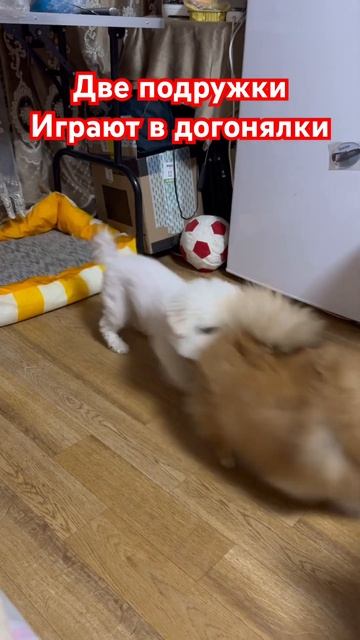 Бишон фризе и  Померанский шпиц