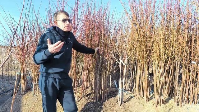 Самые лучшие сорта миндаля! смотреть онлайн