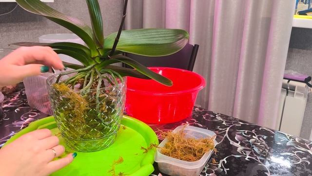 Пересадка домашней орхидеи 🌸🌸🌸. Было сложно, но мы ?