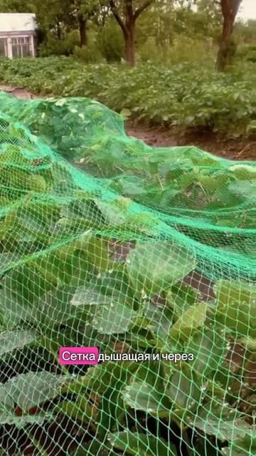 Первую часть видео смотрите в профиле #сад #садоводств смотреть онлайн