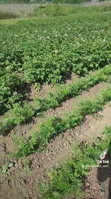 Україна. Ukraine. Прикол. Огород. Сезон 2023. Село. #shorts #viral смотреть онлайн