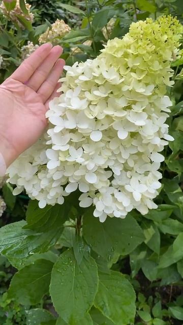 Гортензия Скайфолл #flower #цветы #дача #russia #сад #garden #прир смотреть онлайн