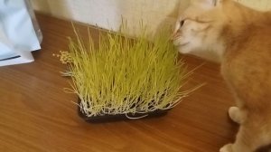 Рыжая кошка Буся ест траву. Кошечка с удовольствием уплетает травку за обе щеки.