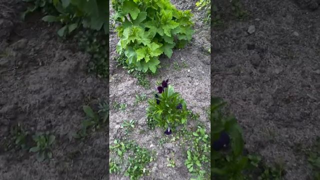 Как же хорошо дома, все цветёт #сад #огород #красота_от_? смотреть онлайн