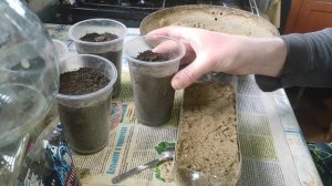 Как вырастить фисташки на ВСЁМ юге России, проращиван?