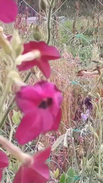 Табак душистый - украшение цветника