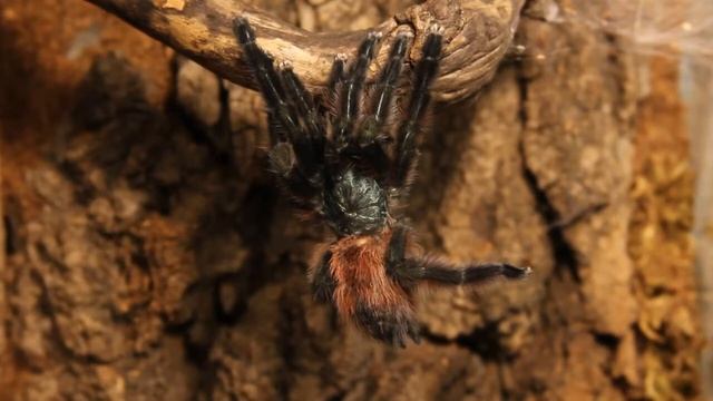 Свежеотлинявшая Avicularia versicolor 8l-9l смотреть онлайн