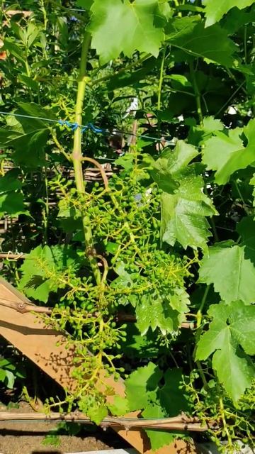 Саженцы винограда Ливия в Германии!+491638982675 смотреть онлайн