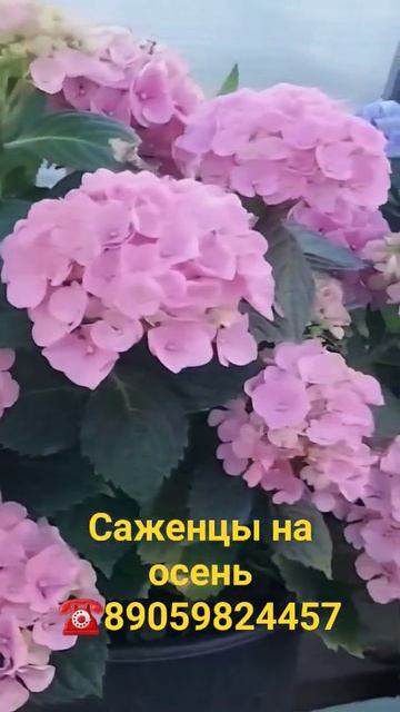 Саженцы на осень ☎️89059824457 смотреть онлайн