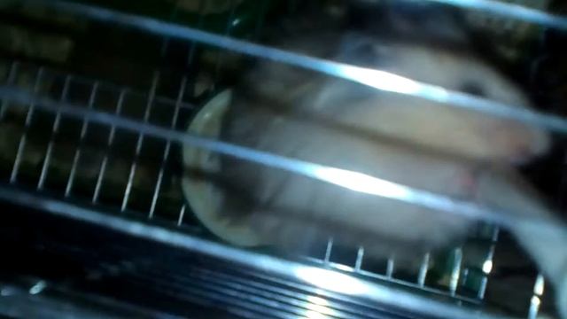 Прикольный хомяк смотреть онлайн