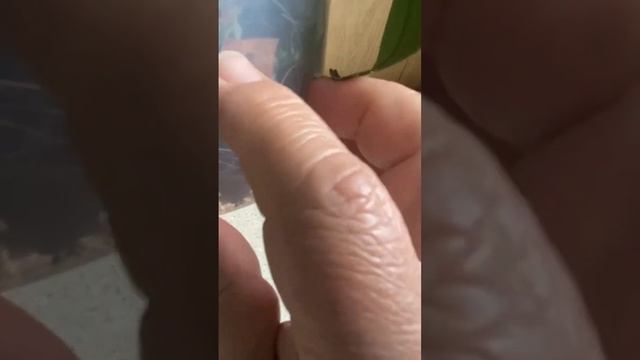 Какая получилась пересадка ОРХИДЕИ