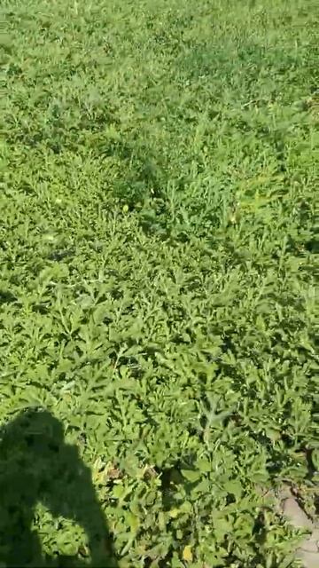 Арбуз Топган 6-12 средний 8кг. +380937654925 смотреть онлайн