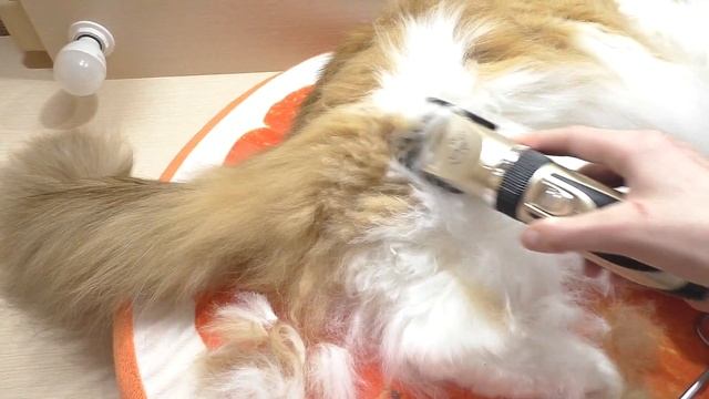 ПОСТРИГЛИ КОТА ВАСЮ / СМЕШНОЕ ВИДЕО / КАК ПОСТРИЧЬ КОТА, ХОМКИ / Alisa Easy Pets смотреть онлайн