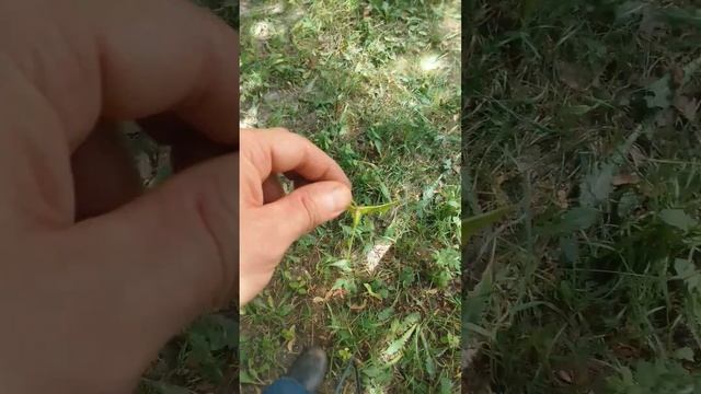 Bermuda Marple tree seed...😊...Семя Клёна из Бермудского триуголь? смотреть онлайн