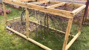 Подготовка персика к зиме в Сибири.