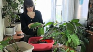 Пересадка большого спатифиллума с делением куста. Час
