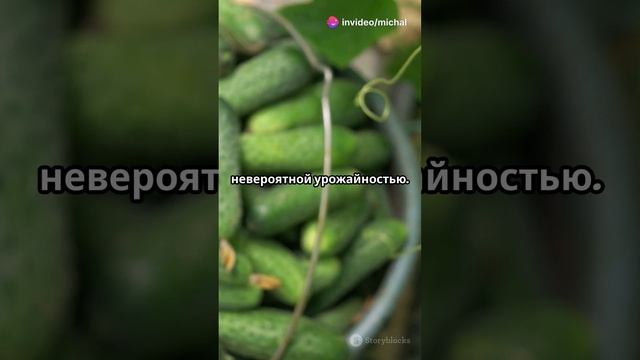 Этот сорт позволяет собрать большой урожай! #огурцы #о? смотреть онлайн