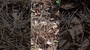 Косский цикламен в Подмосковье Первая зимовка #дача #с