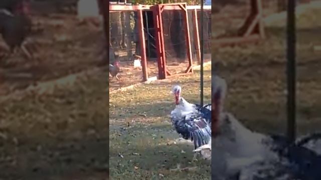 Танец индюков ПРАВО смотреть онлайн