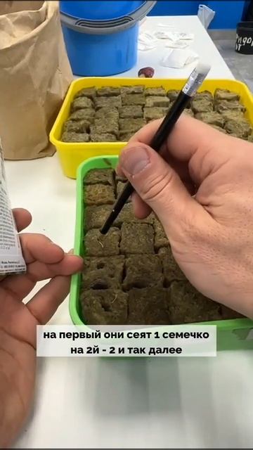 Посев базилика "Стелла" смотреть онлайн