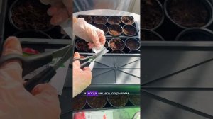 Как определить подделку семян партнер? У меня четыри у