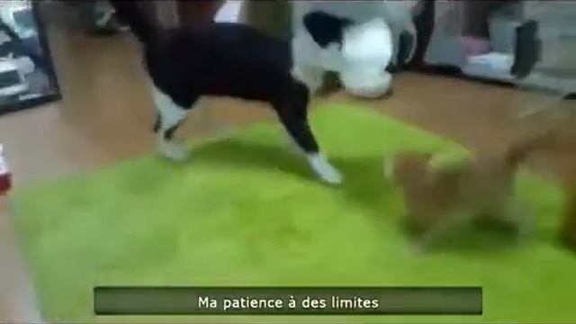 Короткие Видео Приколы 13 смотреть онлайн