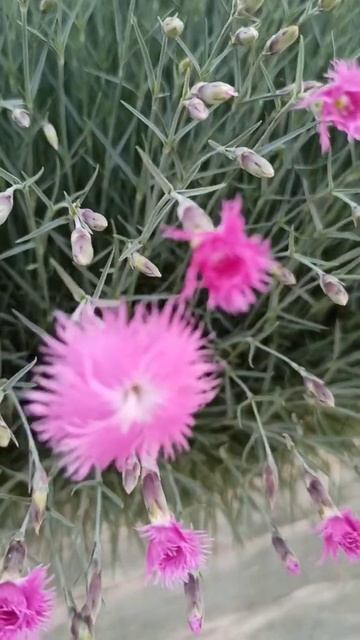 Гвоздика #shorts #цветы #flowers #гвоздики смотреть онлайн
