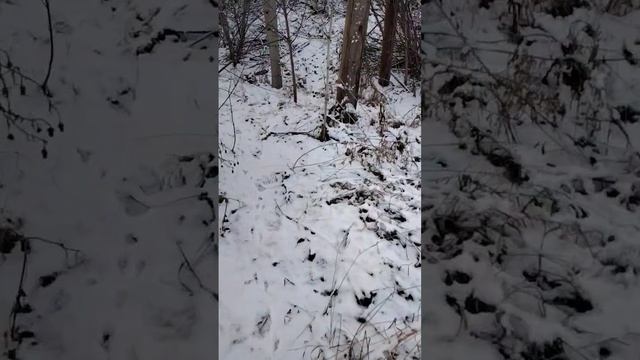 Видео не о чём #видео #трава #деревья #снег #сорняк #2024 #о смотреть онлайн