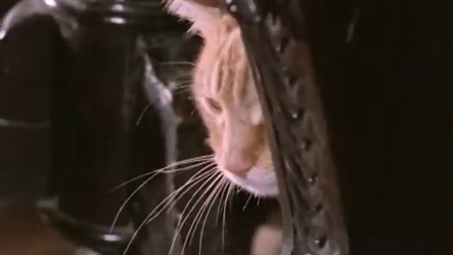 Алла Пугачёва - Рисуйте, рисуйте (из к/ф "Фантазии Веснухина", 1976) смотреть онлайн