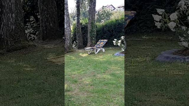 МОЙ СТИХ ,,ЖИЗНЬ-НАУКА "#дача #дачники #канал #shortvideo смотреть онлайн
