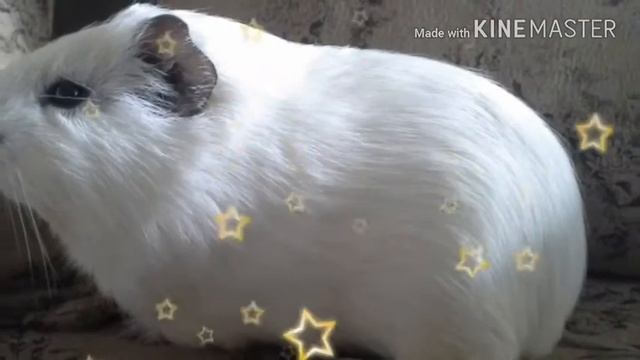 Свинка Снежок и не только