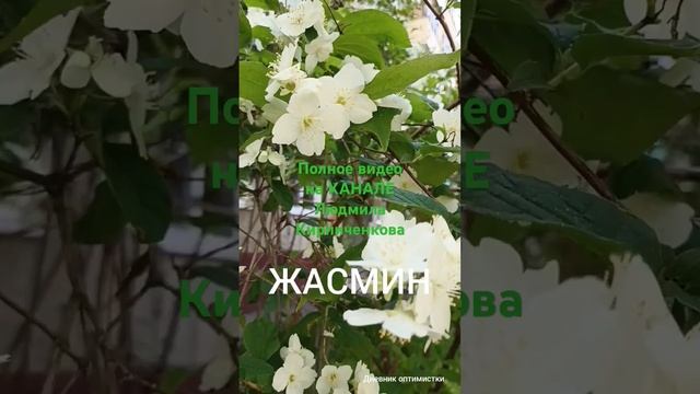 ЖАСМИН: как отличить настоящий от чубушника ФИЛАДЕЛЬФ смотреть онлайн