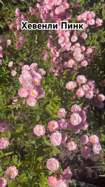 Хевенли Пинк . Мускусный гибрид #садоводство #розы #пит смотреть онлайн