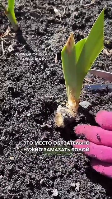 Обрезка ирисов весной ✂️ смотреть онлайн
