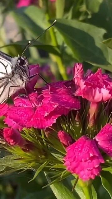 Гвоздика турецкая в саду. Пусть распускается…!