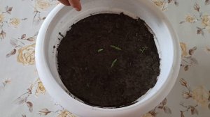 Как вырастить баклажаны на подоконнике